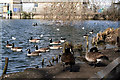 Croydon:  Canada geese at Waddon Ponds