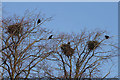 Nesting rooks at St Boswells