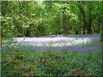 SP9713 : Bluebells on the Ashridge Estate, near Berkhamsted by nick macneill