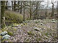 NX5793 : Snowdrops by the Knockgray Burn by Gordon Brown
