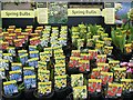 Spring bulbs for sale at Caerphilly Garden Centre