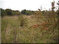 Cambus Pools nature reserve