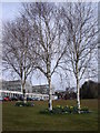 Three birch trees, Cornwall College, St Austell