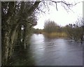 M1390 : Flooded footpath, Lough Lannagh, Castlebar by colwynboy