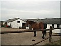 Horse in field near Links Avenue