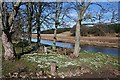 Snowdrops by the River Ythan