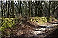 Woodland Path to Newhall Manor