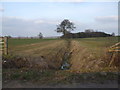 SE9105 : Field dyke near Holme Plantation by Glyn Drury