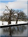 Dying trees along the Canal