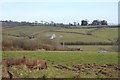 Across the Valley from Ayleston Cross