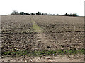 Path across a cultivated field