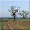 Track and oak trees near Beobridge, Worcestershire