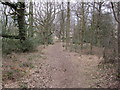 Footpath through Snokoehill Plantation near High Town Farm