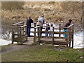 Pond viewing platform at Den of Maidencraig