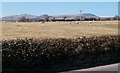 Grazing sheep at Ynys-heli Farm