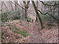 Footpath to Dipton Burn