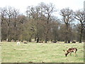 Deer in Belton Park