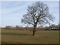 Tree near Chapel Anthony