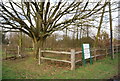 Large tree on the edge of Kilndown Recreation Ground