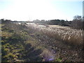 Poole : Hatch Pond Local Nature Reserve