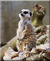 Meerkat, Belfast Zoo