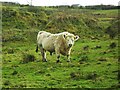 H8131 : Bull at Crossnamoyle by Dean Molyneaux