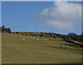 Grazing on the hill