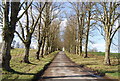 Tree lined track to Marlingate Farm