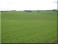 Bright Green Field in Pett Valley