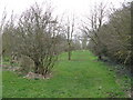 Footpath Through The Trees