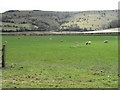 Sheep and lambs at Plumpton  College