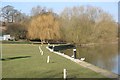 Seagulls on the moorings