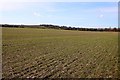 Looking over a field towards Lark Hill