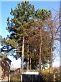 Trees on Abbey Road, Beeston