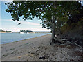 Beach south of Shipstal Point, Poole Harbour