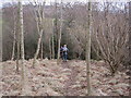 Footpath towards Bean Burn