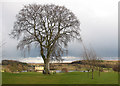 Walton Hall, dwarfed by a giant beech tree