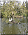 Nesting swans, Walkington pond