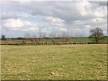 SP2045 : Circular copse with a fence round, Admington by David P Howard