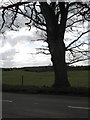 SJ6270 : Ancient roadside oak tree by Dr Duncan Pepper
