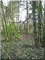 Former footpath through woodland