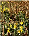 Wild daffodils in Dunsford Wood