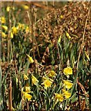 SX7988 : Wild daffodils in Dunsford Wood by Derek Harper