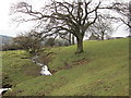 Carrsgate Burn near Woodhall Farm