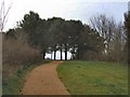 Trees in Chatsworth Park