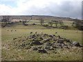 Sheep near Hawkswick Bridge