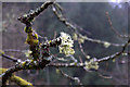 Lichen growing on the banks of the River Vyrnwy