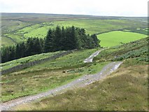 NY9049 : Track, moorland and plantation north of Heatheryburn Farm by Mike Quinn