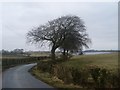 Row of trees by Balgraystone Road