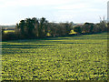 SP1507 : A field and some hedges near Coln St Aldwyns by Brian Robert Marshall